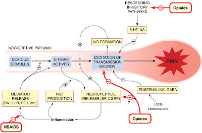 is tramadol an opiate analgesic tree drawing